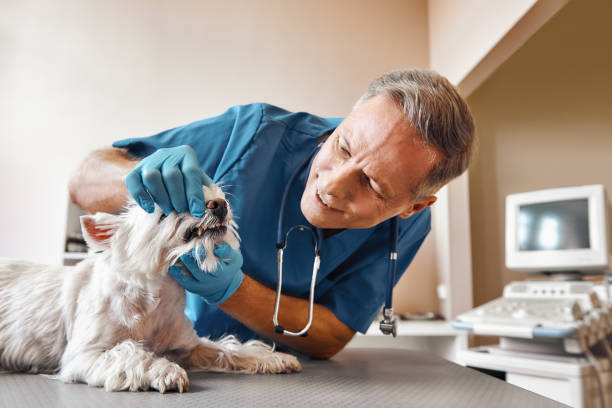  Mechanicsburg, PA Emergency Dentist Pros